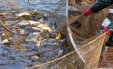 Рибне браконьєрство на Дністрі : апеляційний суд скасував виправдувальний вирок чоловіку, який разом з односельчанином займався виловом червонокнижної риби